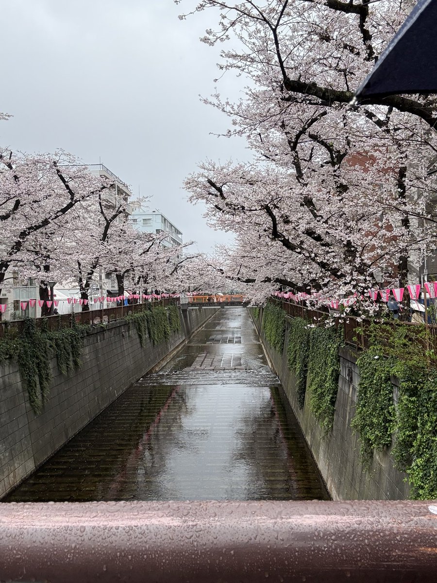 ueking1204's tweet photo. この写真撮られてる時にインカメで撮った桜の写真、良くないか？ https://t.co/yaXG51IkpX
