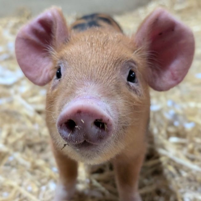 📅 1st April 2026
🏷️ Instagram/whitepostfarmofficial
💕 #animaloftheday