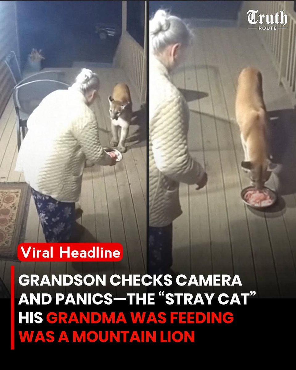 We don't deserve cats 😺 tweet media