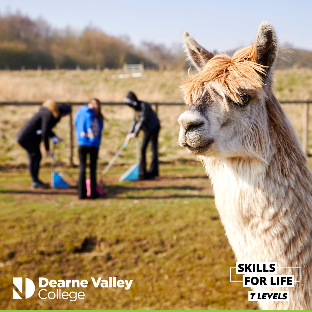DVCollege's tweet image. T Levels are one of your options after you’ve finished GCSEs. A qualification designed to take your future to the next level. 

Discover where a T Level could take you. 🚀

dearne-coll.ac.uk/why-study-a-t-…

#College #TLevels #Courses #FuturesForEveryone #Placement #DearneValley