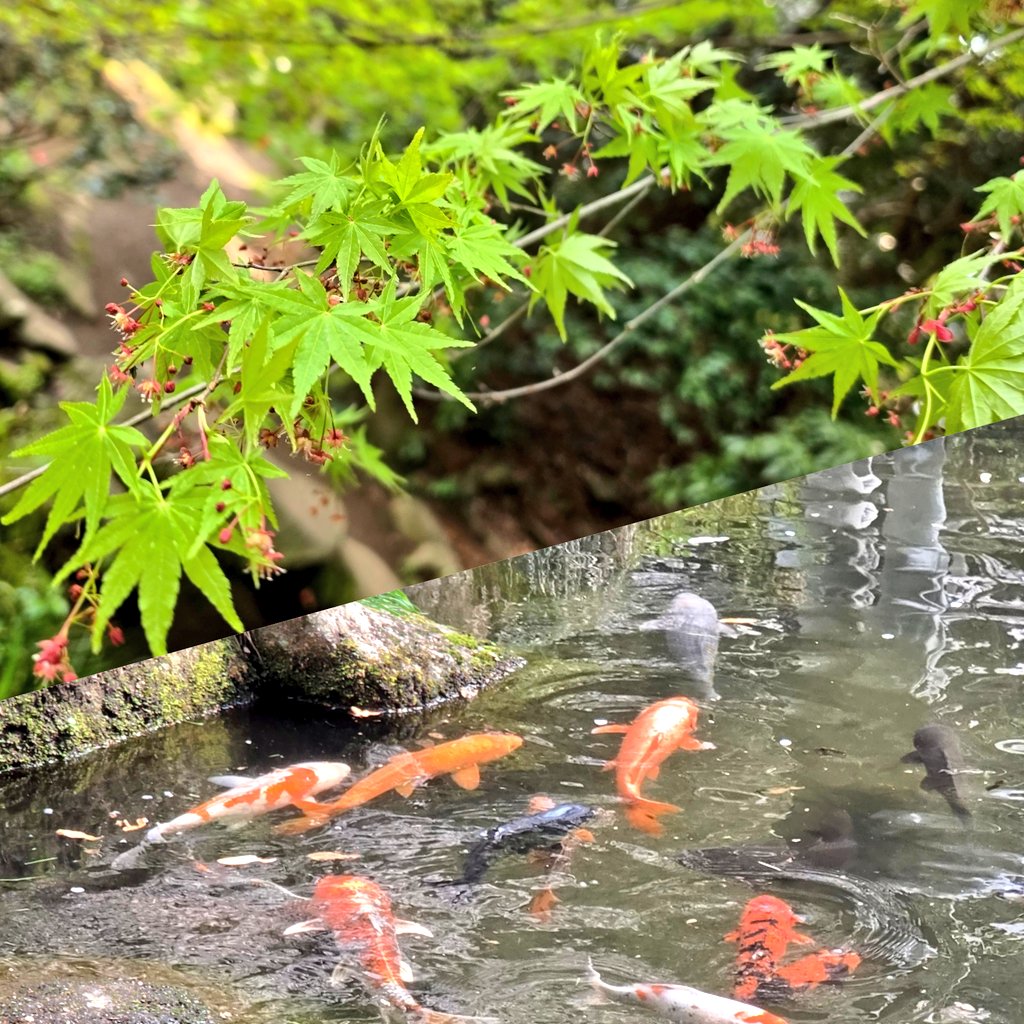 ꕤ୭·花璃菜·ꕤ୭ ⓗⓐⓡⓤⓝⓐ tweet media