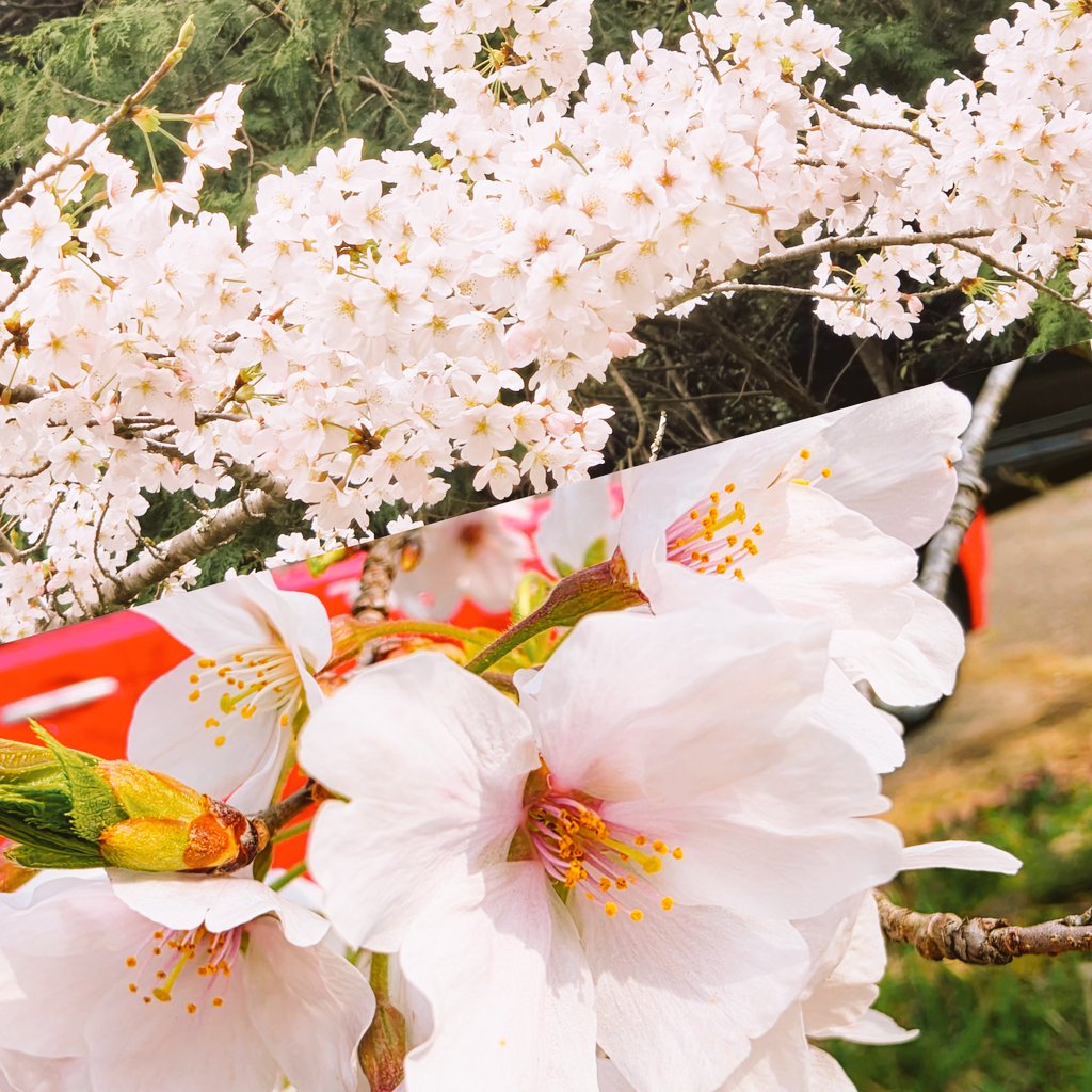 ꕤ୭·花璃菜·ꕤ୭ ⓗⓐⓡⓤⓝⓐ tweet media