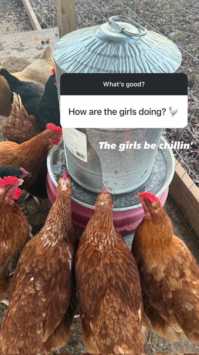 Zayn Chile 🇨🇱 🐆 tweet media