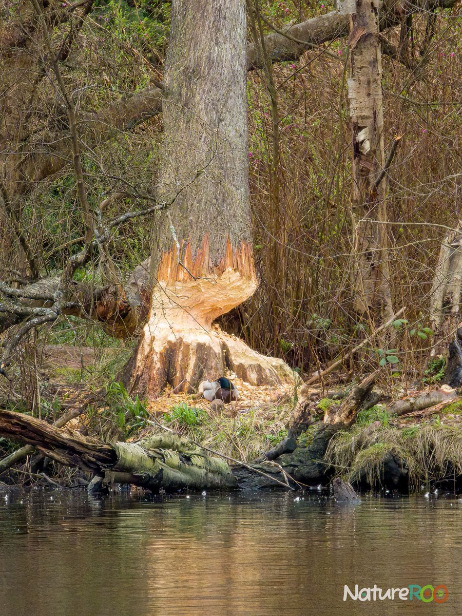 NatureROO's tweet photo. Shaped not by wind, but by teeth.  At Lost Lagoon, a beaver quietly reshapes the landscape - one tree at a time.

#NatureROO #Beaver #LostLagoon #StanleyPark #NaturePhotography #WildlifeSigns #NatureLovers https://t.co/vv03hqPjnG