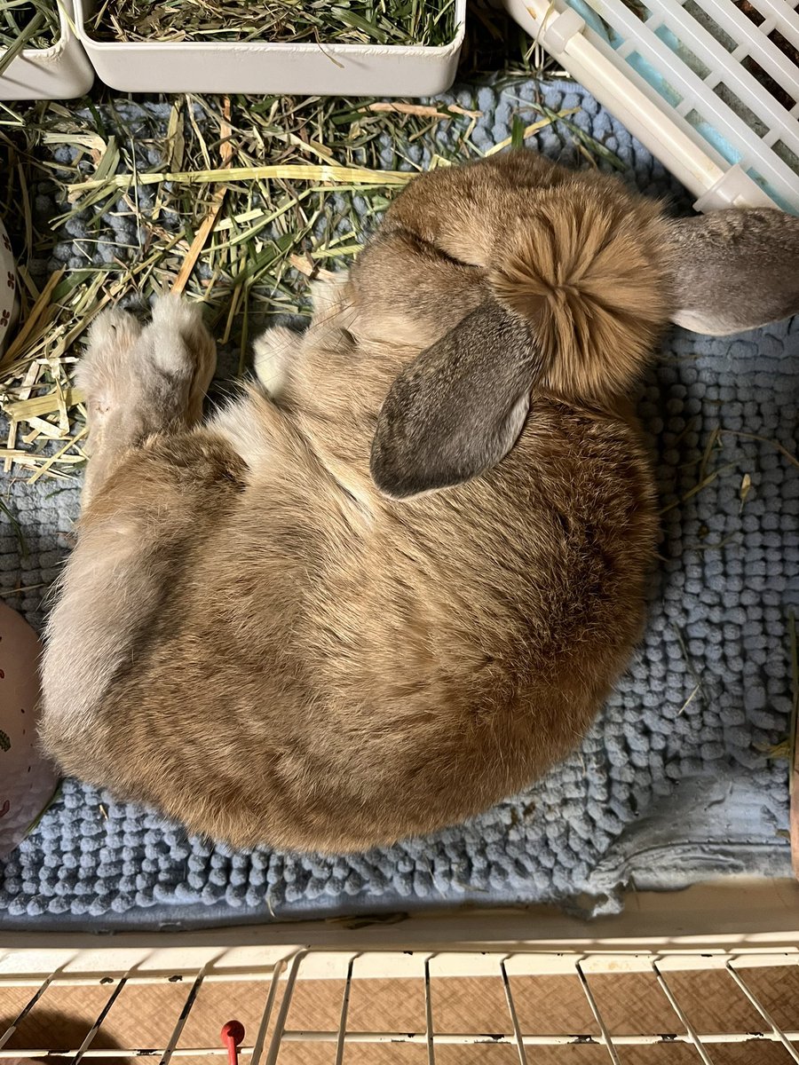 赤色うさぎ tweet media