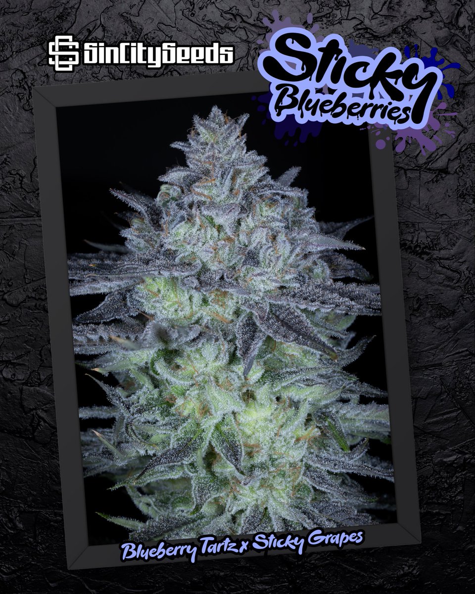 SinCitySeeds tweet media