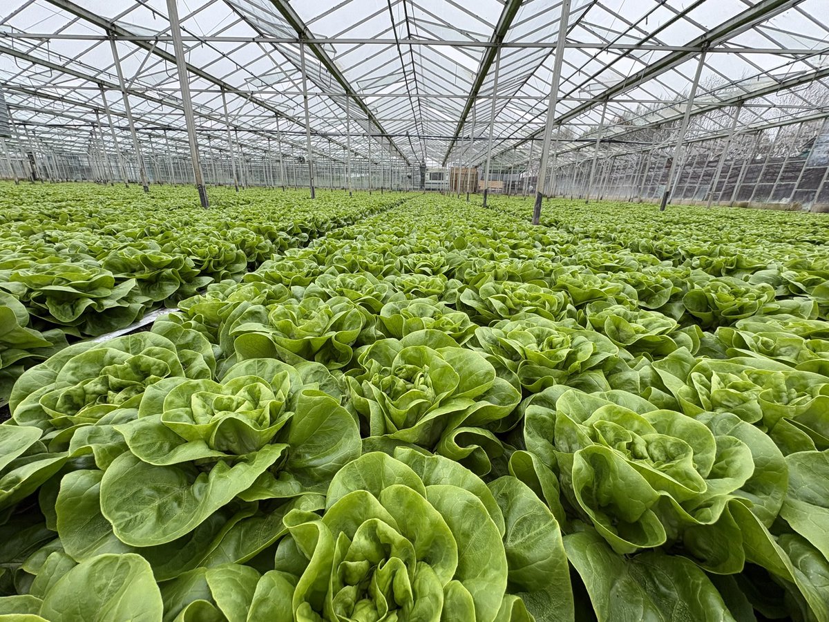 Agronomysilvers's tweet photo. Protected Lettuce crops ready for harvest this week @AgriiUK @Bayer4Crops @CB_Amenity_UK @corteva another harvest in the bag 💼 👌👌💥💥 #harvest2026 #protectedcrops https://t.co/9osEqVqoV2