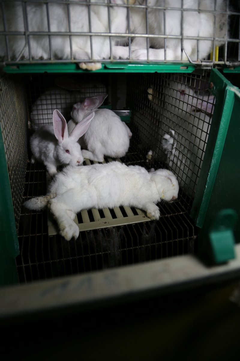 FOUR PAWS International tweet media