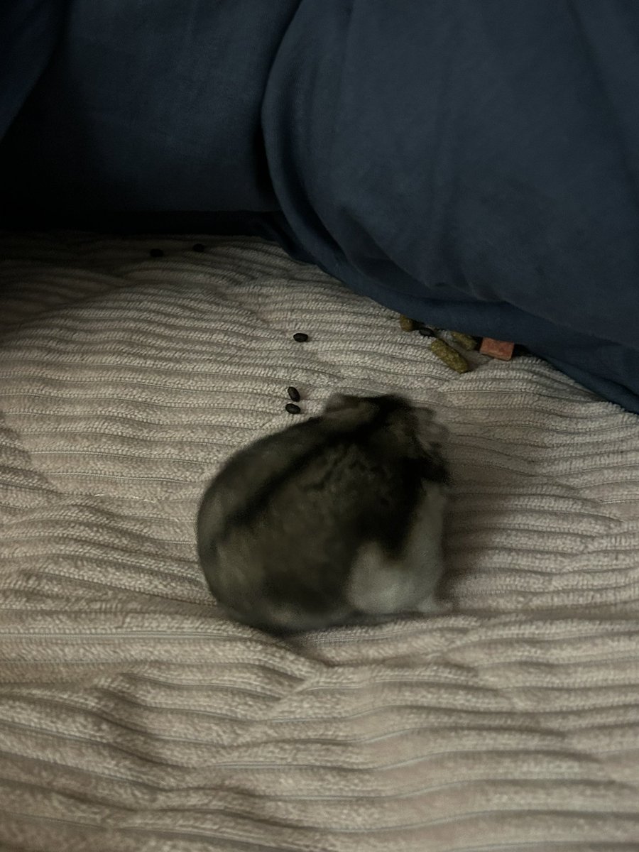 おおの tweet media