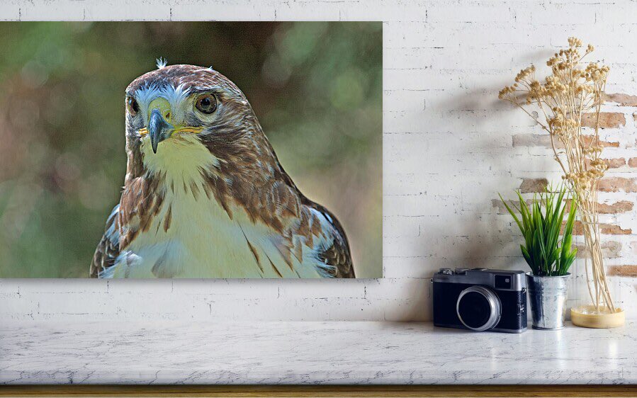 Shonna Hawkins Photography tweet media