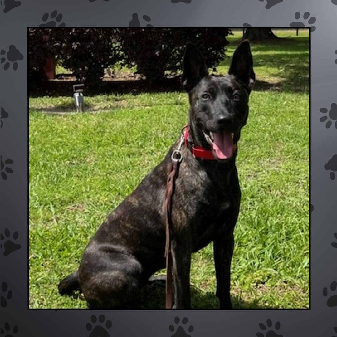 BulletproofDog_'s tweet photo. Pulling can turn any walk into a battle. Our dog leash training sessions help your pup learn calm, steady movement by your side. Contact us today to see how quickly walks can become enjoyable again. #DogLeashTraining
https://t.co/LngVjlkiIN https://t.co/9AnH3zpVVg