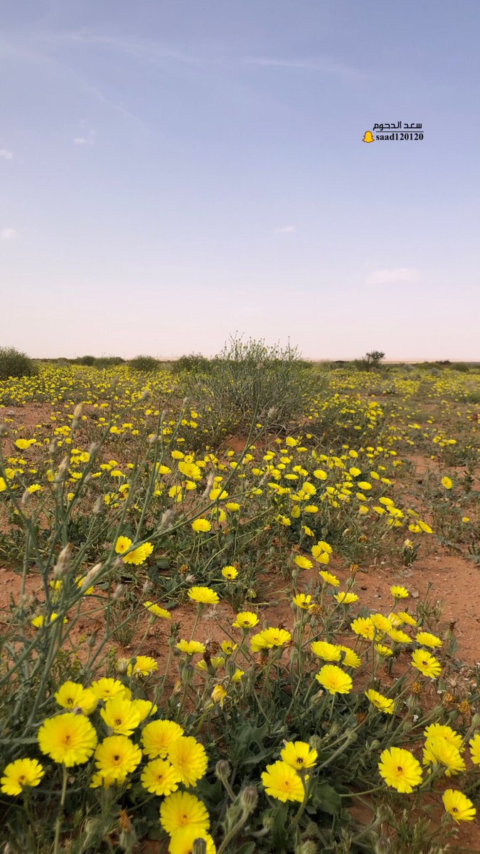 saad Aldahoum tweet media