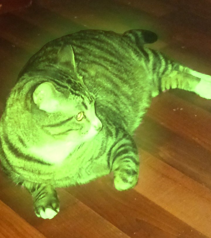 🪣Poss||🐾🍉 tweet media