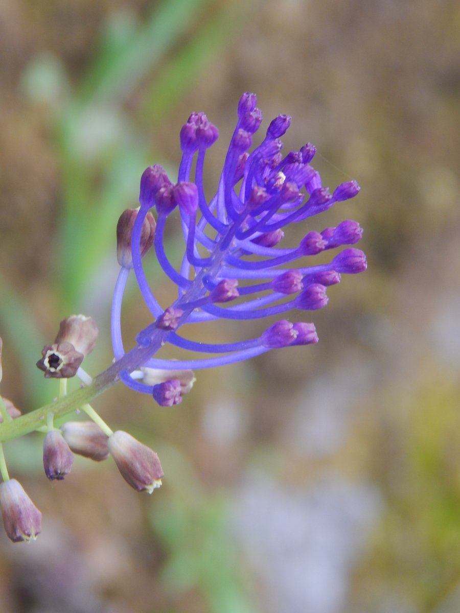 AntrumArtSpace's tweet image. 🪻Only 2 editions left of this stunning Spring Ritual close-up at 2.5 #Tezos each! 😉
Vibrant purple blooms reaching for the light ☀️ a perfect capture of spring awakening in all its delicate, electric beauty.   
Who’s claiming the last ones in this #TEZOSTUESDAY?