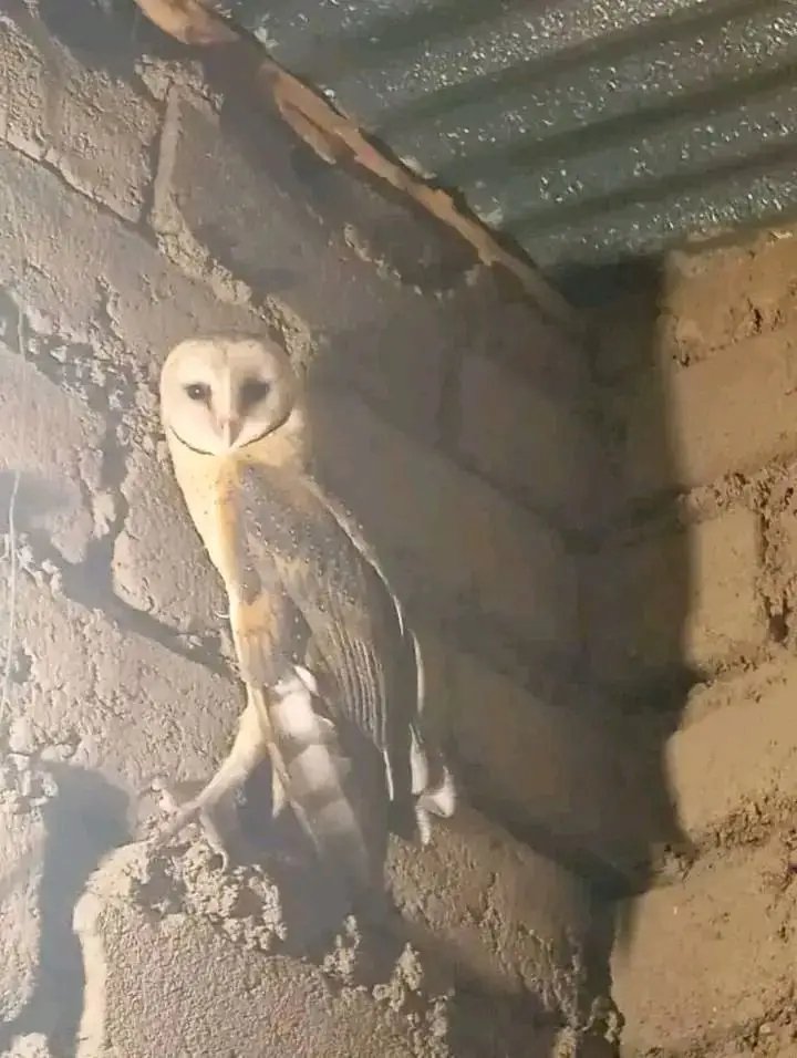 EL SUKAYO🇹🇿 tweet media