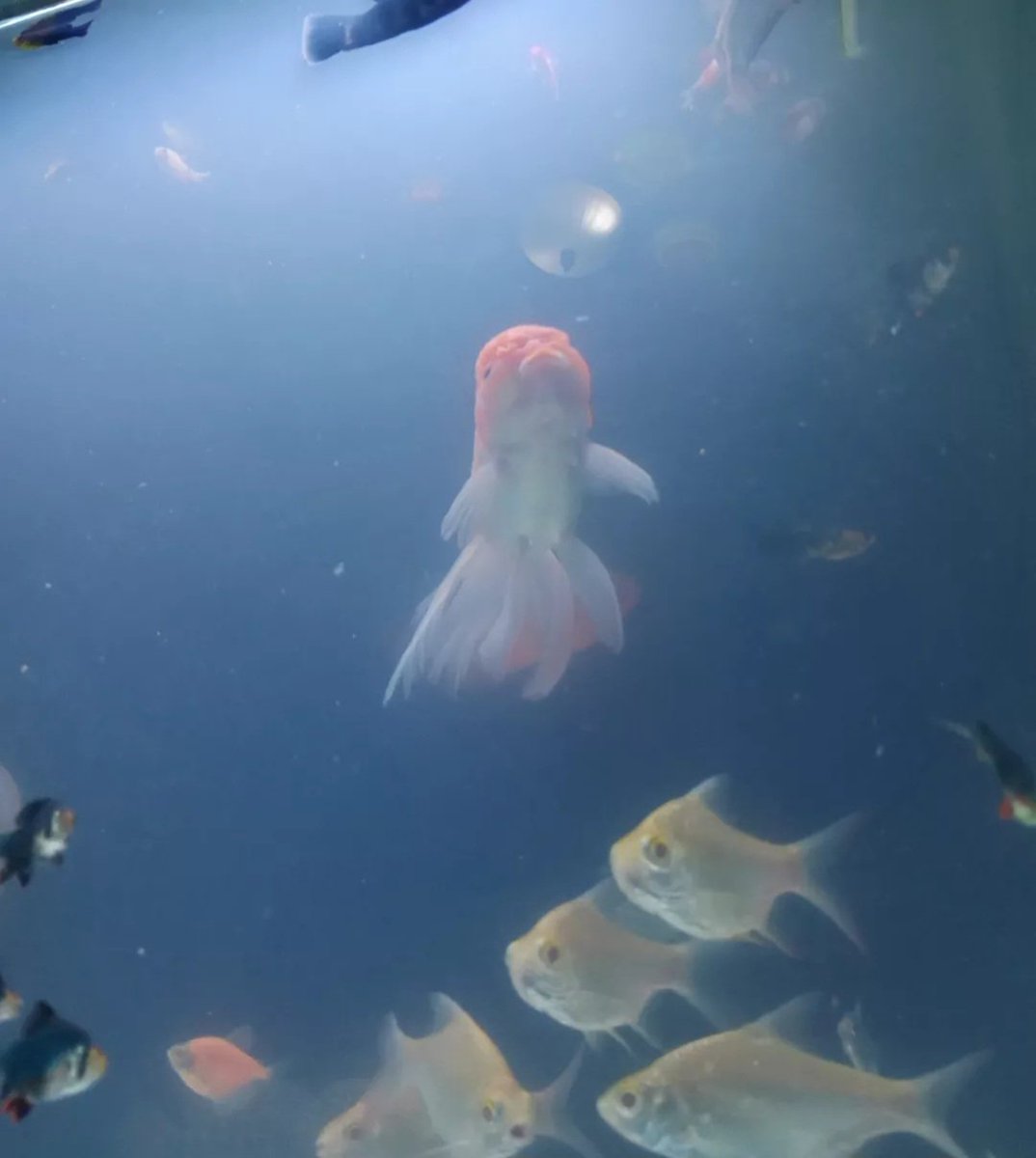 stardust WTS DIGICAM tweet media