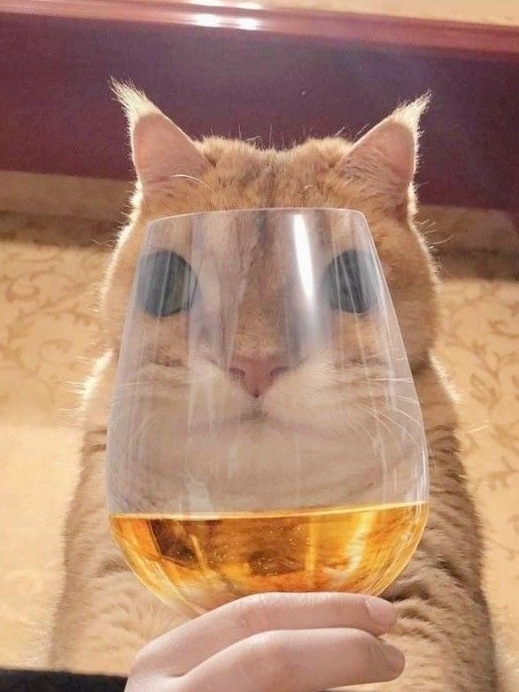 PuddingCookie tweet media