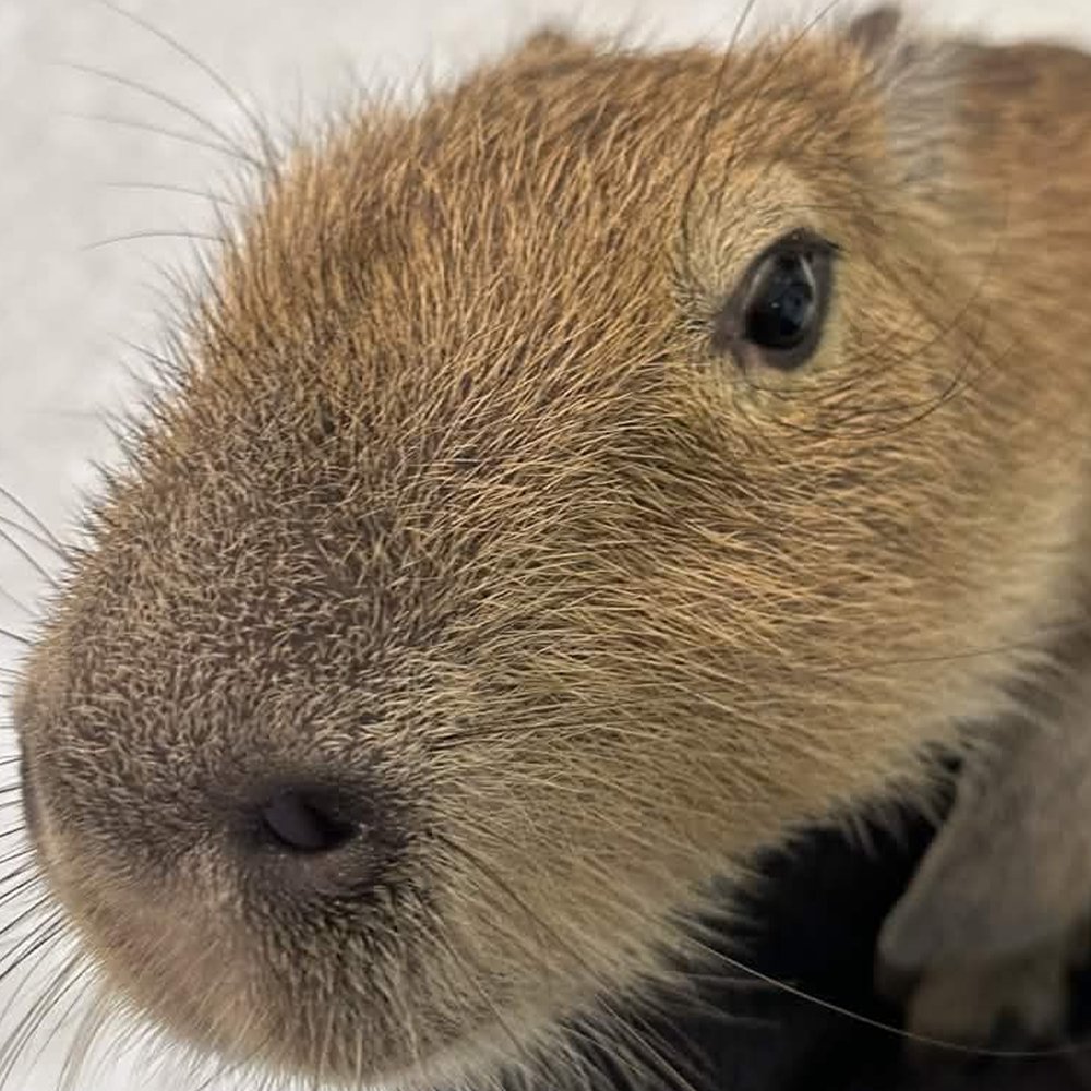 柚原いづみ♨🐾ななしいんく tweet media