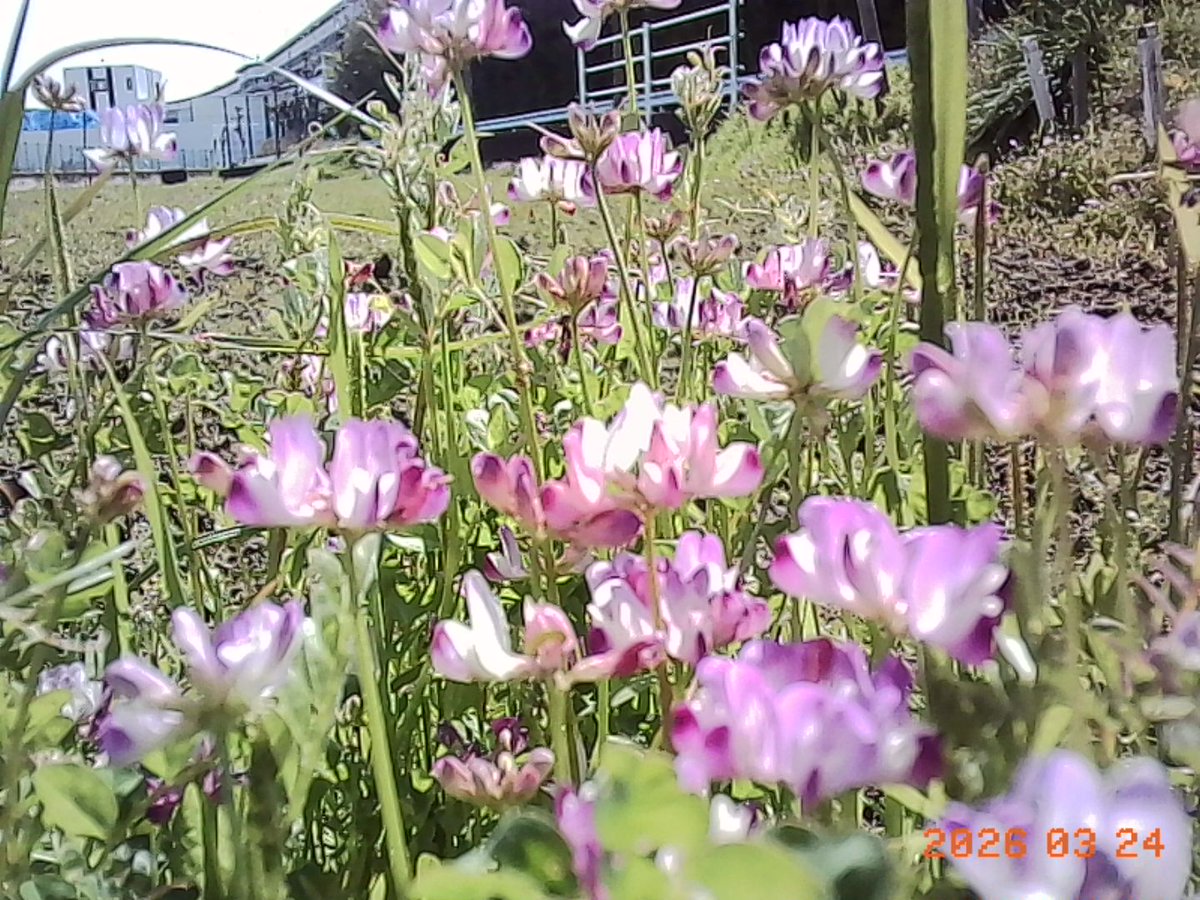 satsukiruca tweet media