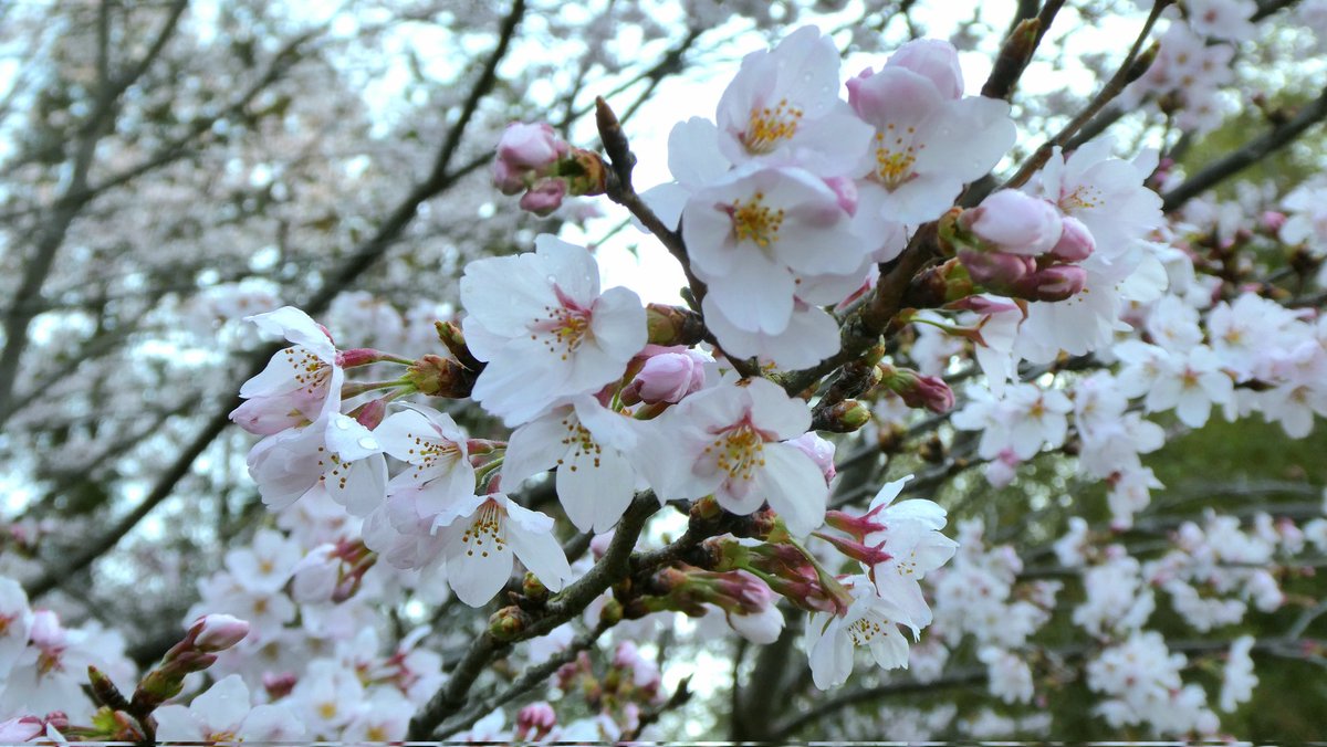DreamMoon37's tweet photo. 今朝近くのオオシマザク���が咲いてた🌸
裏道の桜並木に気を取られお気に入りの白桜ことをすっかり見過ごしてた
💧そして道路隔てた小道の桜並木も全然目に入ってなかった😥
毎日通ってる道なのにどちらにも気づかずだ
眼の前にあるのに…
最近全然余裕がないな😮‍💨
明日ちゃんと見よう🌸 https://t.co/hDUob4Ygjd