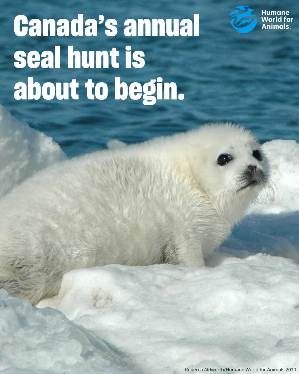 Humane World for Animals tweet media