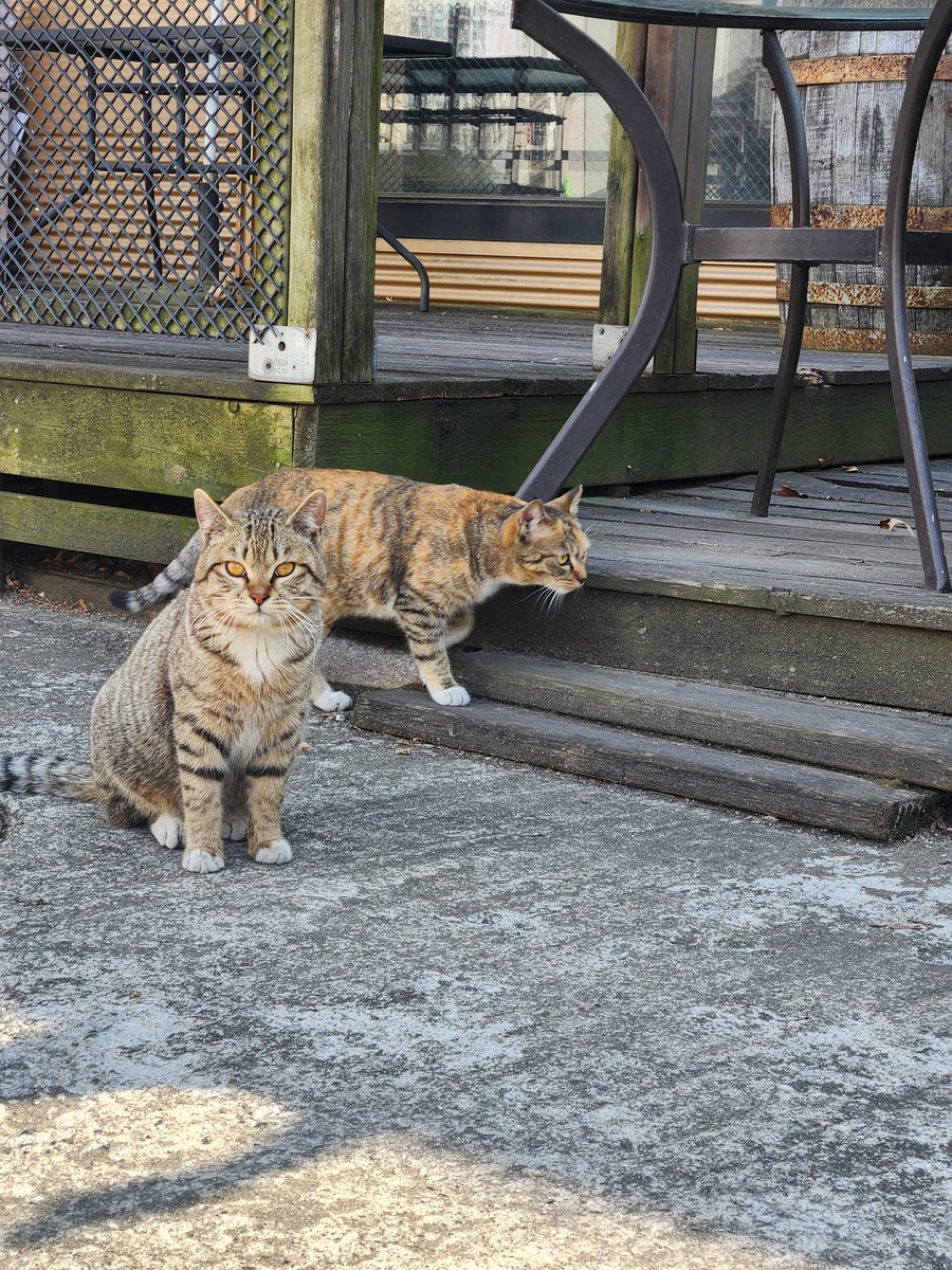 최카미사마 tweet media