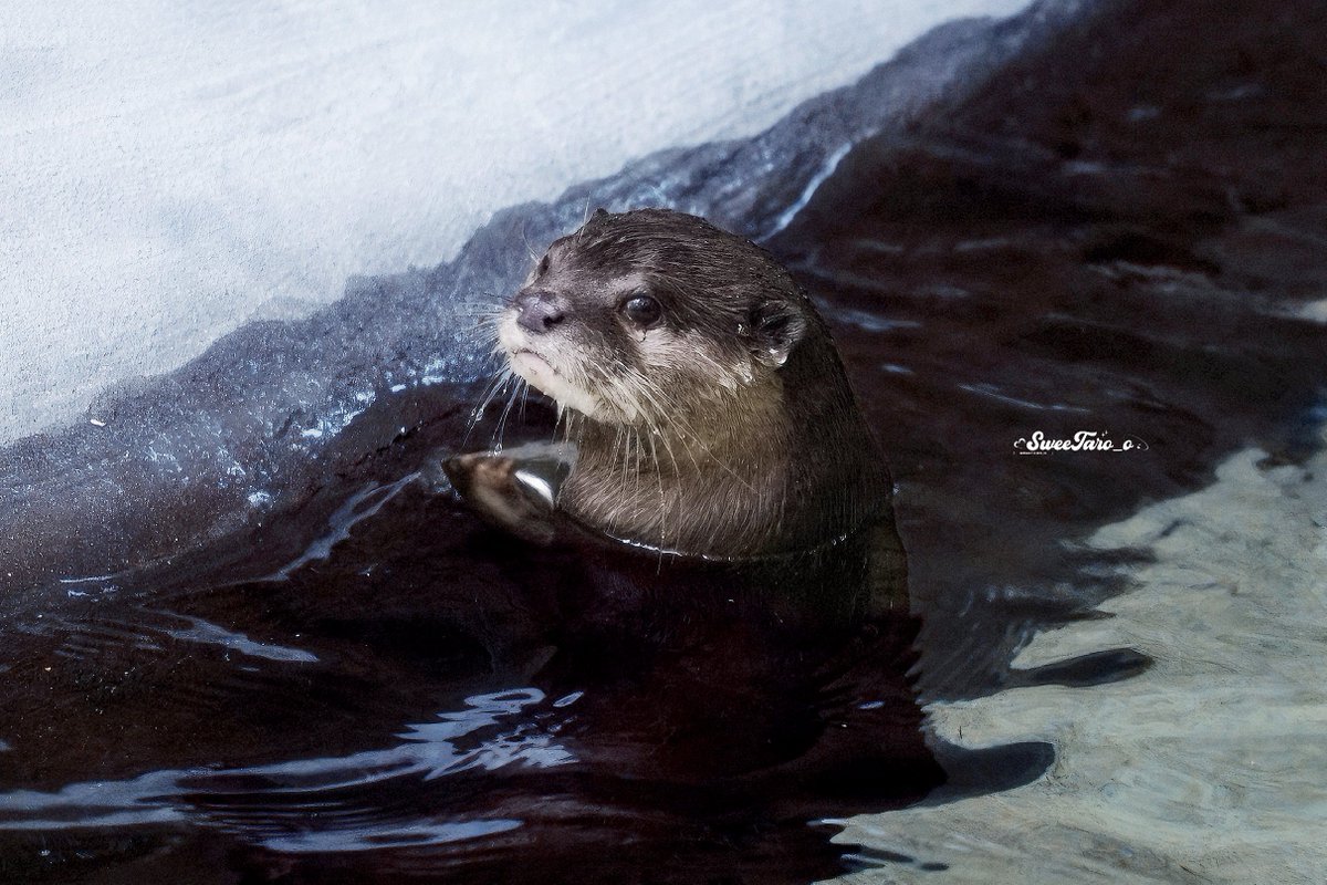 𝐒𝐰𝐞𝐞𝐓𝐚𝐫𝐨_𝐨 tweet media