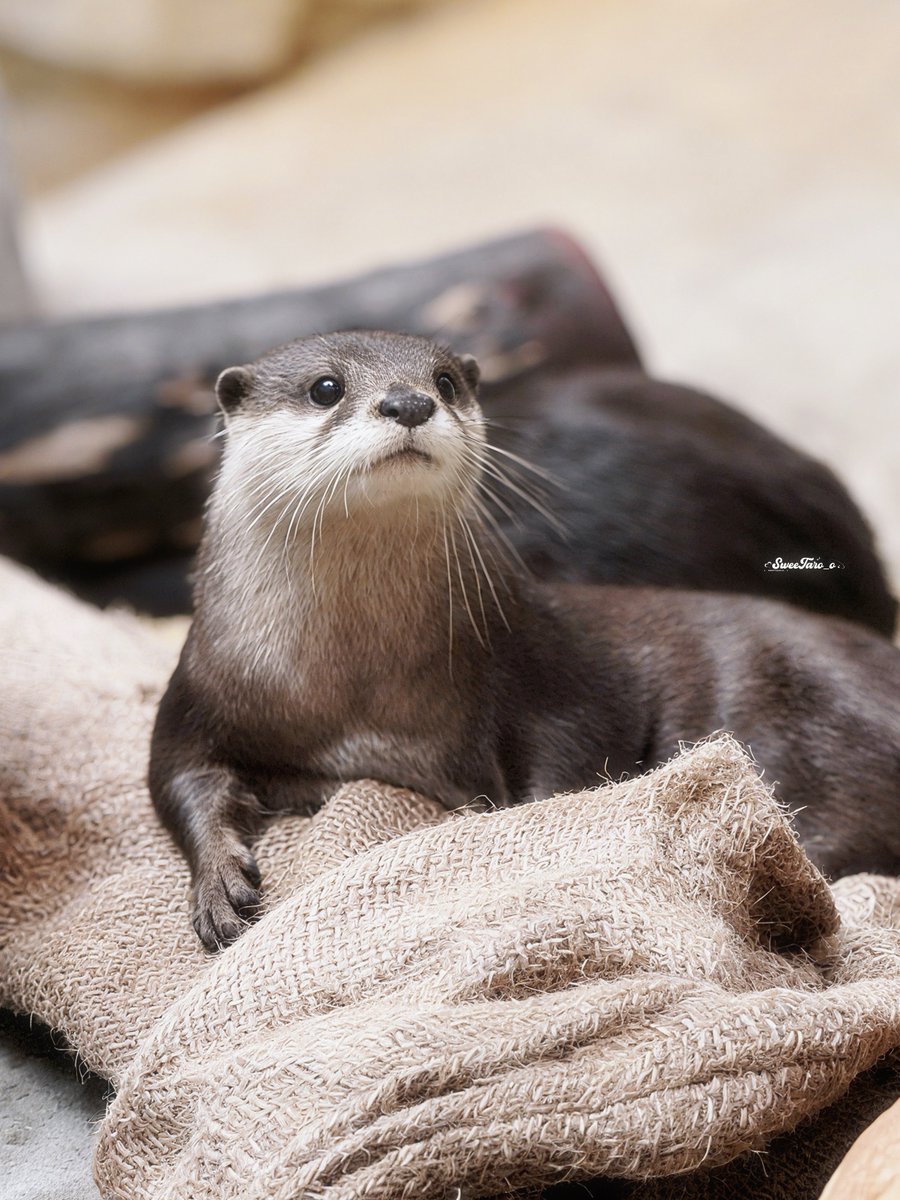 𝐒𝐰𝐞𝐞𝐓𝐚𝐫𝐨_𝐨 tweet media