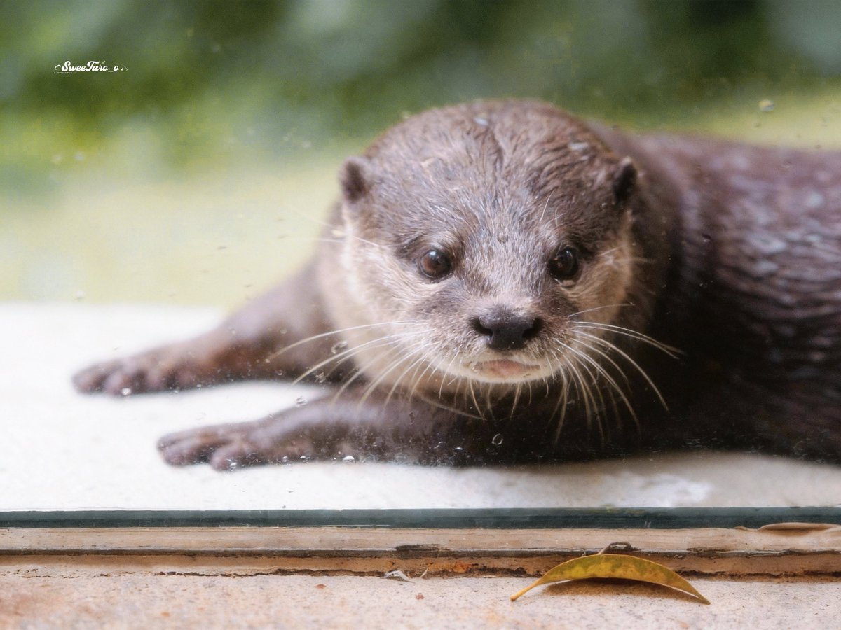 𝐒𝐰𝐞𝐞𝐓𝐚𝐫𝐨_𝐨 tweet media