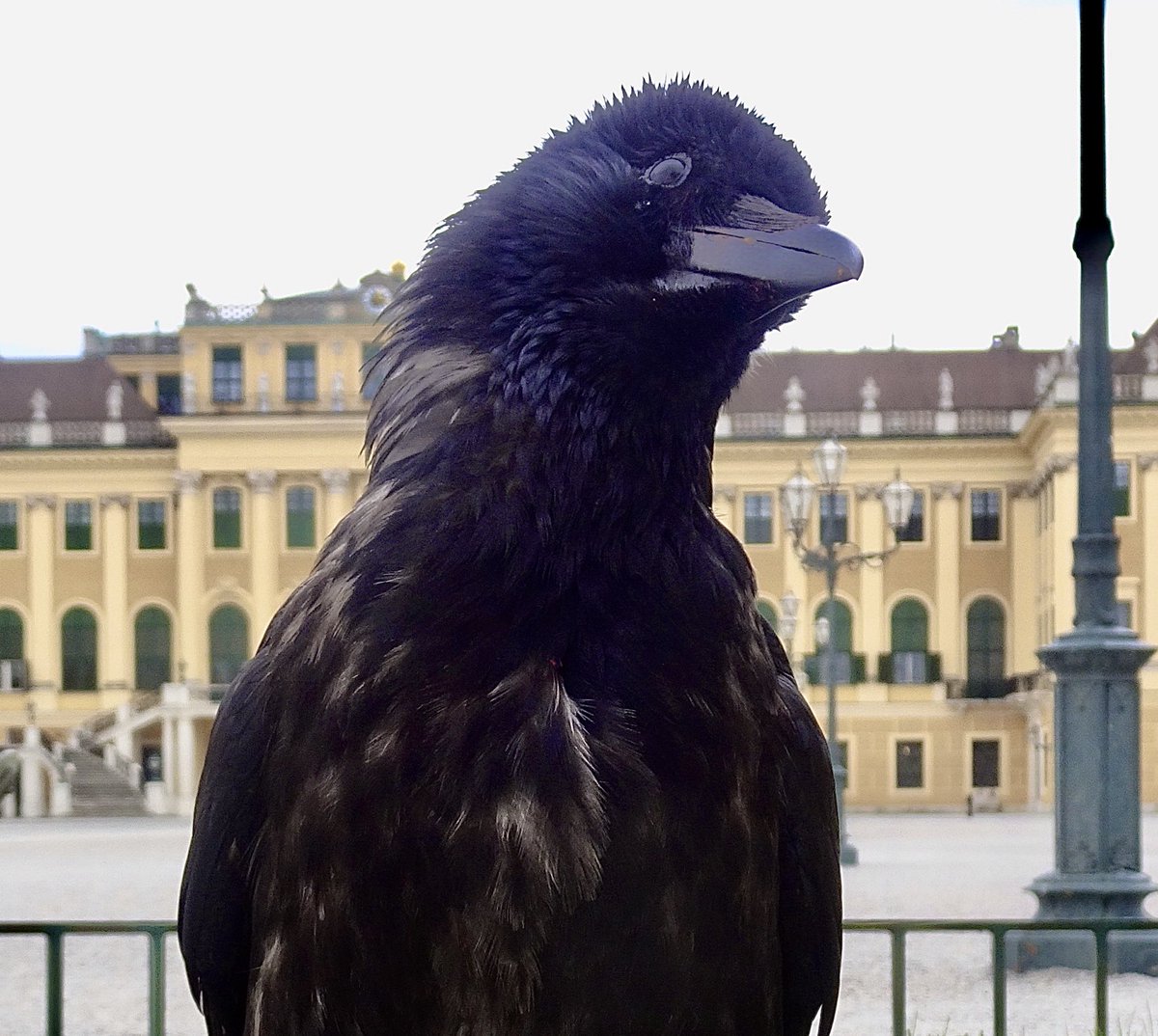 Vienna City Crows tweet media
