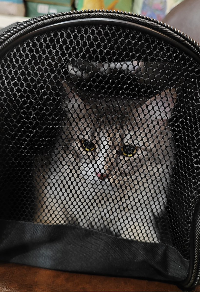 Серенада, не надо🎻 tweet media