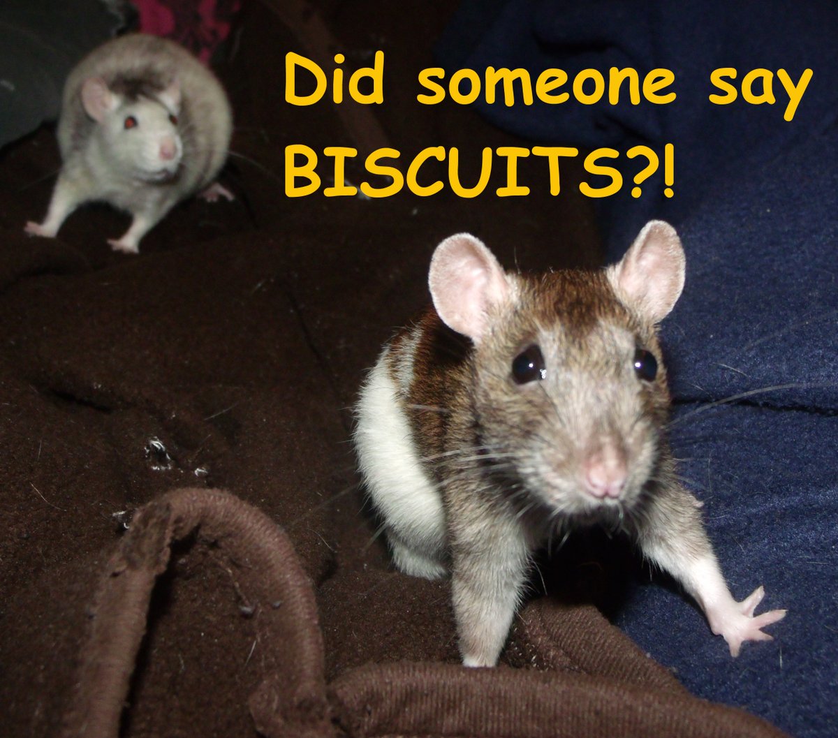 🐀 Enki tweet media