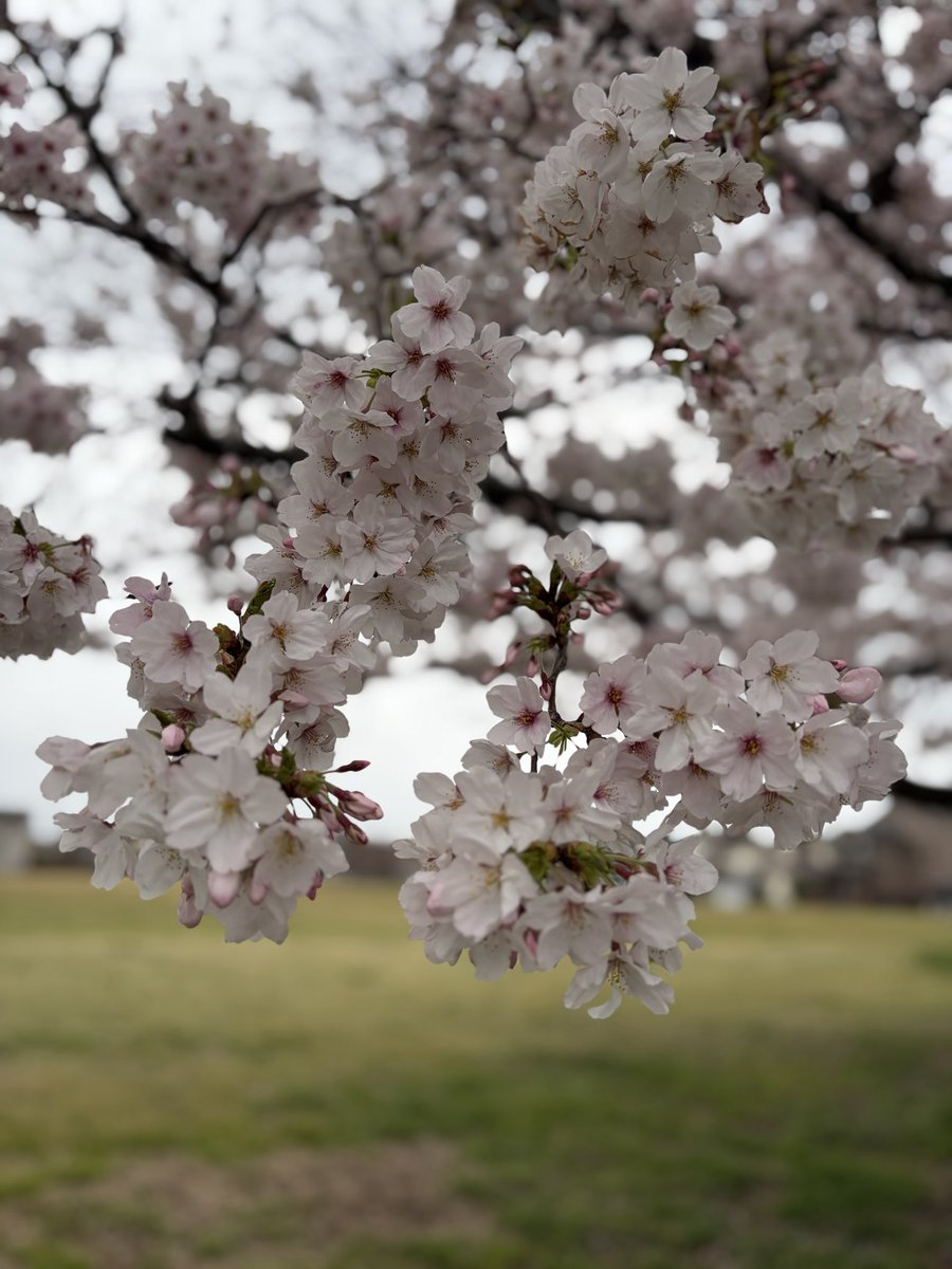 ram_van3734's tweet photo. 満開までもうちょい
色違いがあったのでパシャリ

#桜
#七分咲きくらい https://t.co/GzpoWOwBbQ