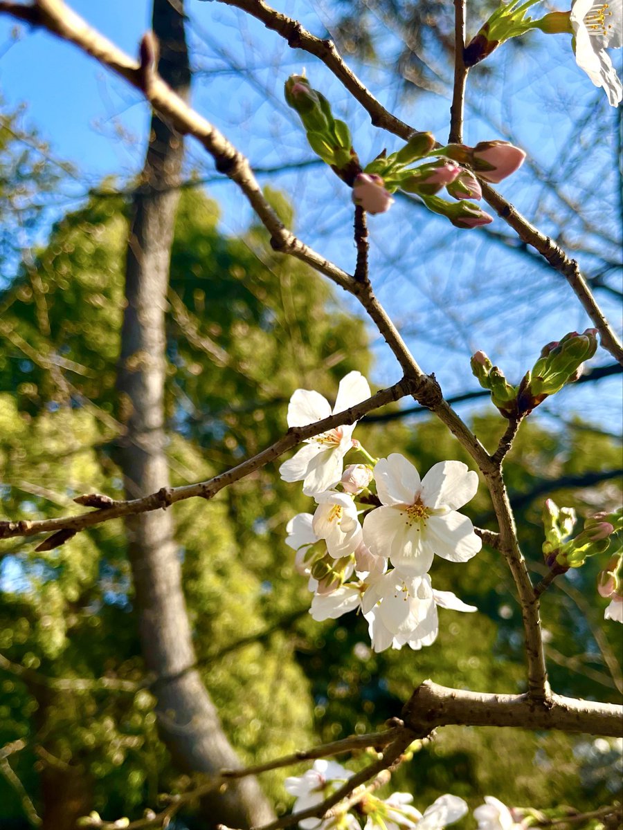 川庄　美雪（かわしょう） tweet media