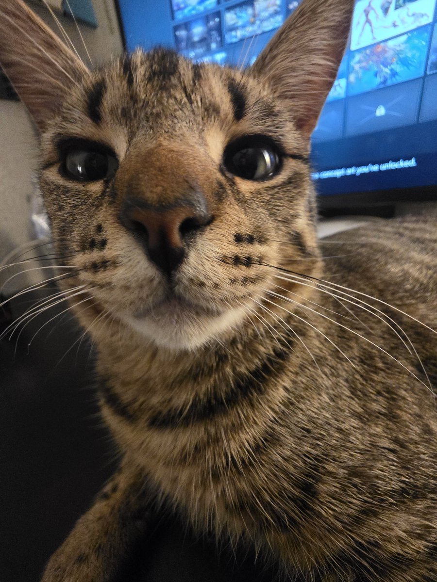 ViscesVortex's tweet photo. @Glitzy_Fox My 2 lovely kitties :33 https://t.co/vjNToGQRqS