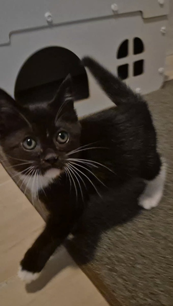 내고양이 쥐똥시절...