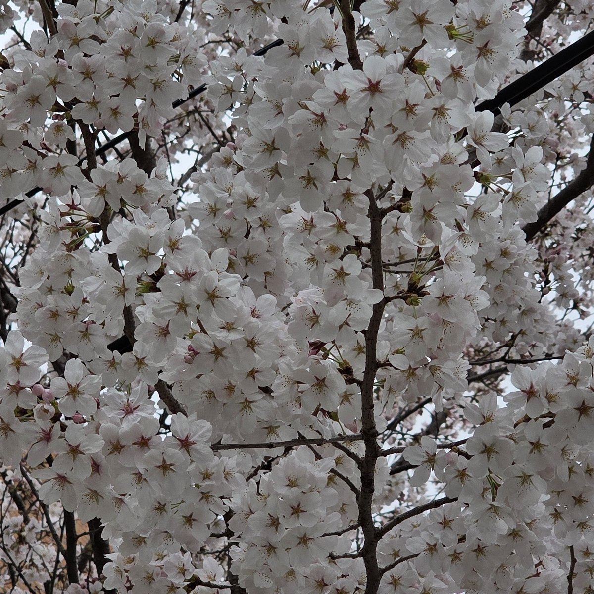 bini_so_ng tweet media