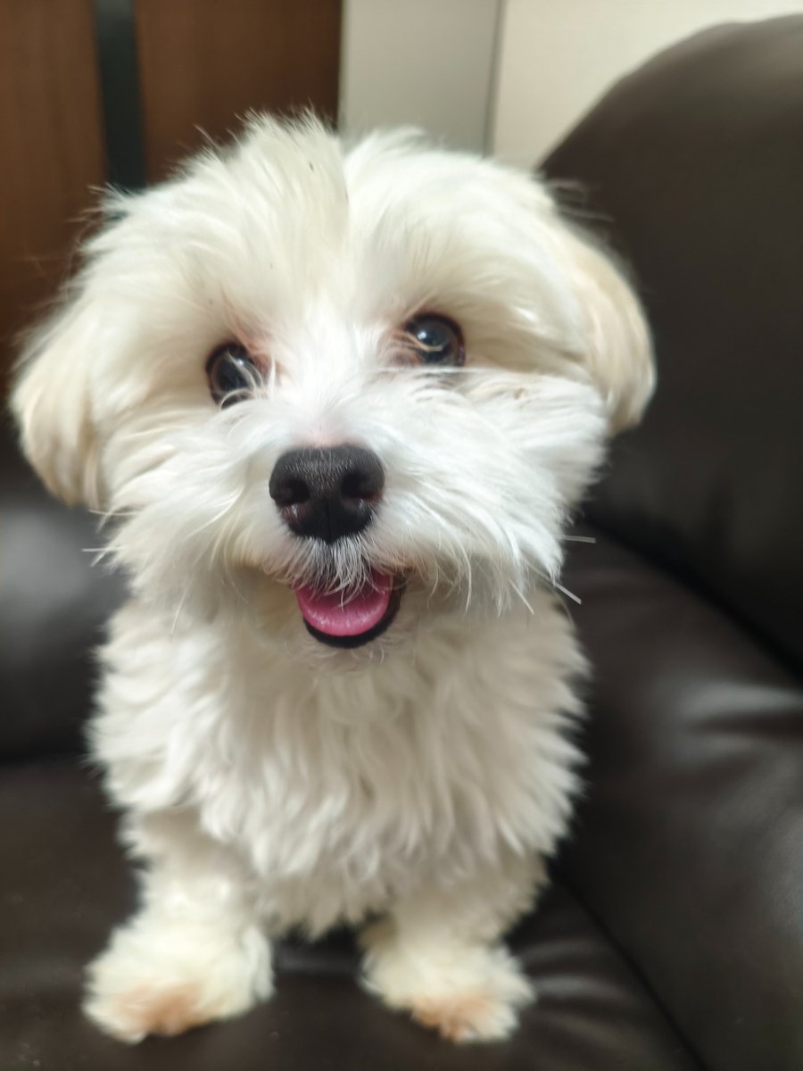 おみみ。 tweet media