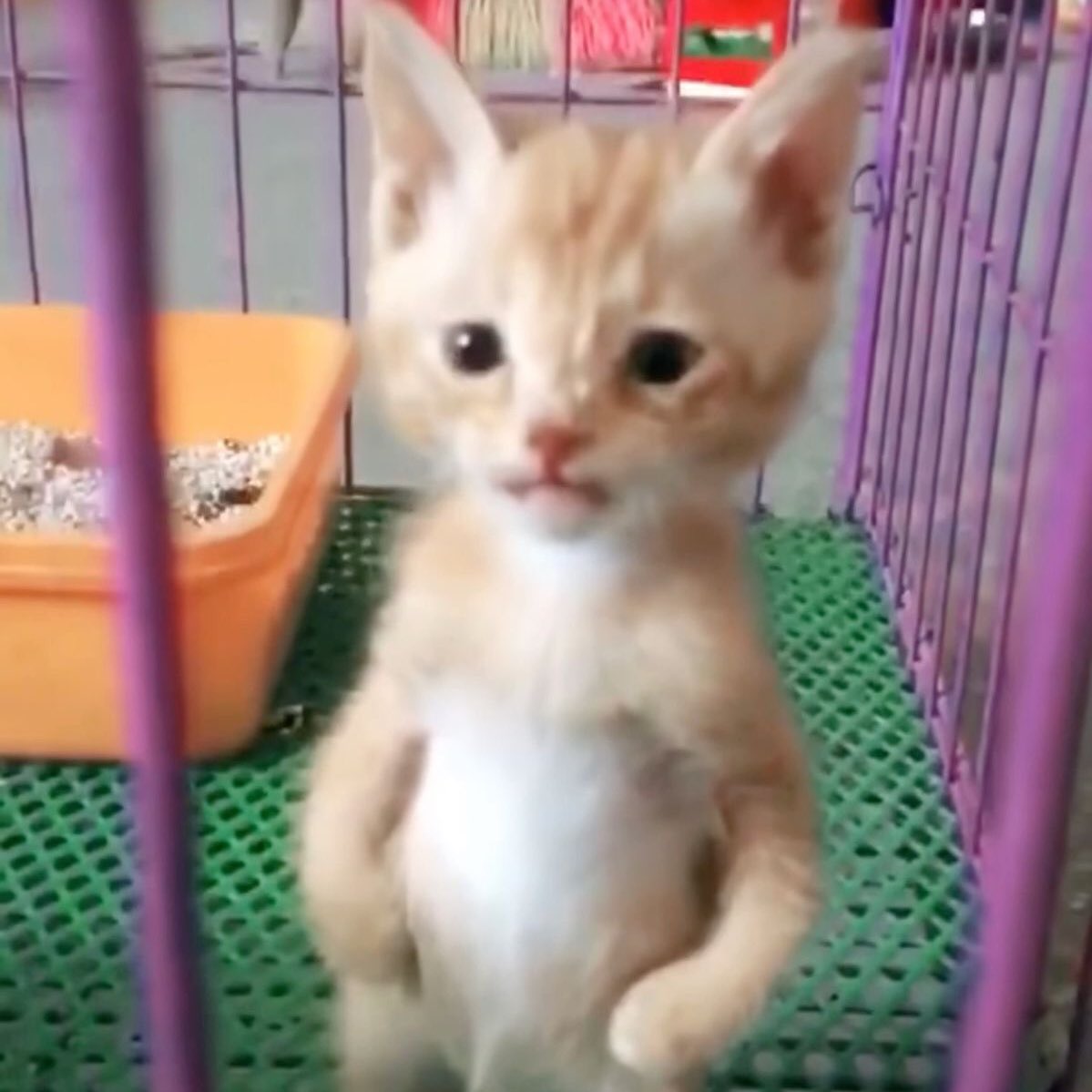 beep -✿ tweet media