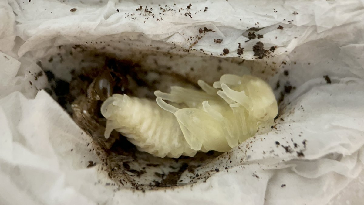 ヤブギリス tweet media