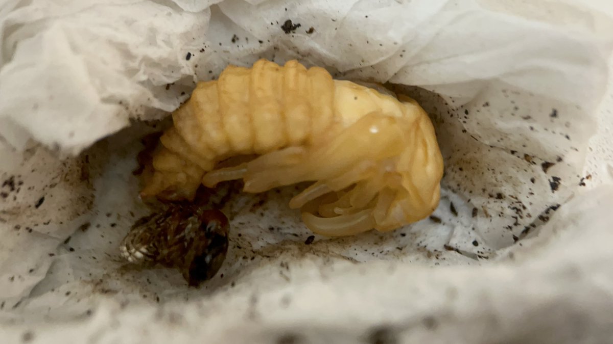 ヤブギリス tweet media