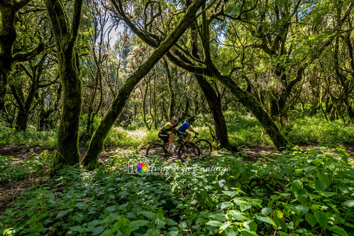 Iván León Santiago tweet media