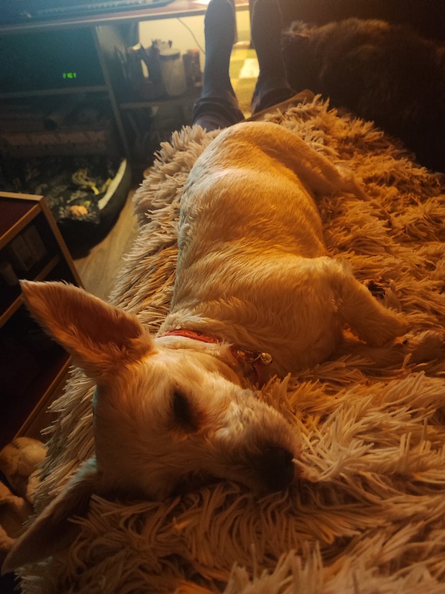 Bedno piskaralo🙈 tweet media