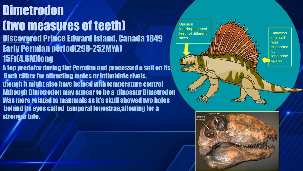 🦴 Kinge Tatsuo 🔍【TZN】Paleontologist VTuber tweet media