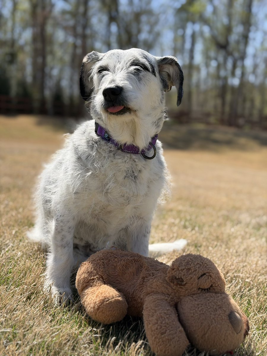 𝗣𝗲𝗻𝗻𝘆 𝗟𝗮𝗻𝗲- Lawn Potato TM tweet media