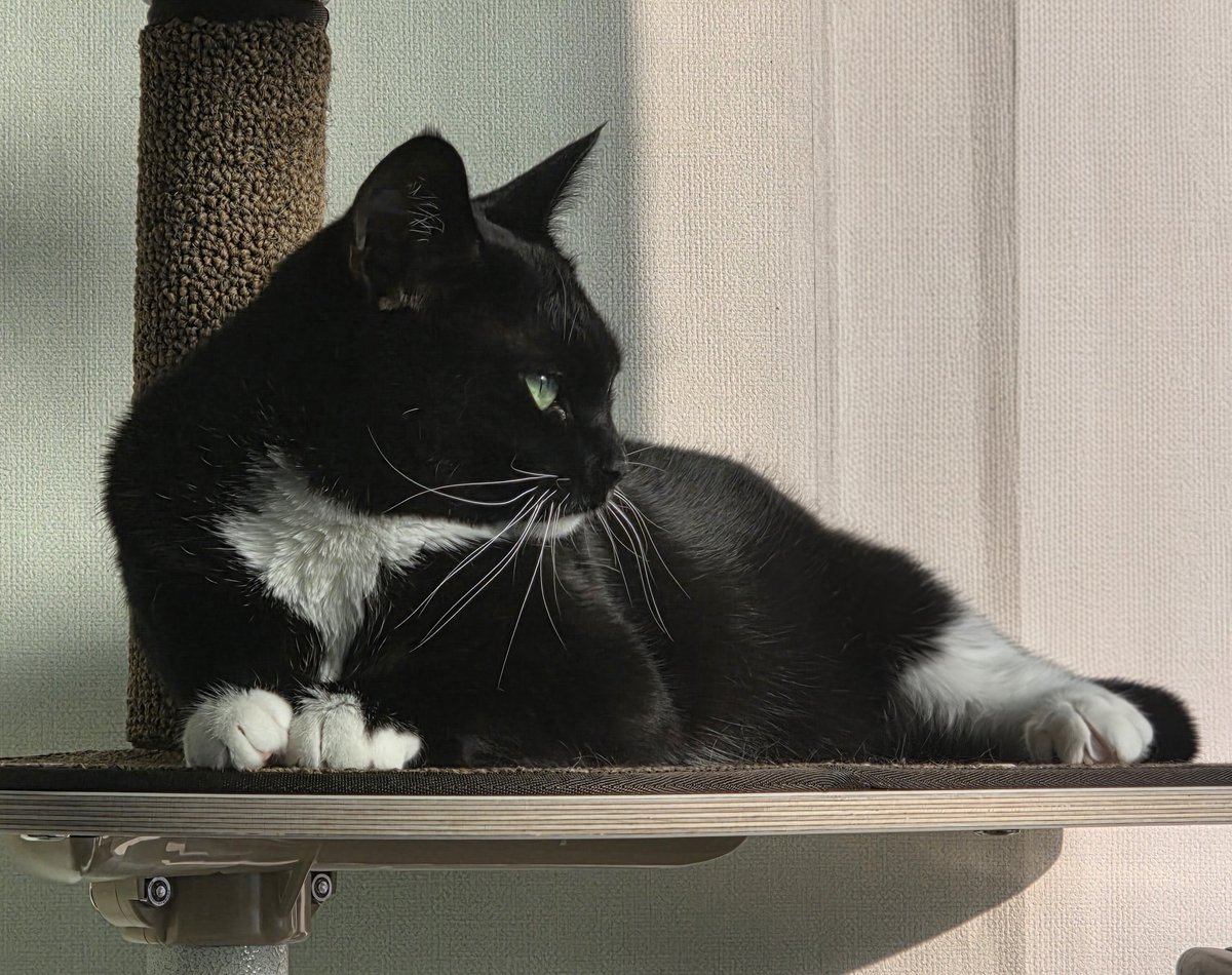 턱시도 입고 격식갖춘 내고양이