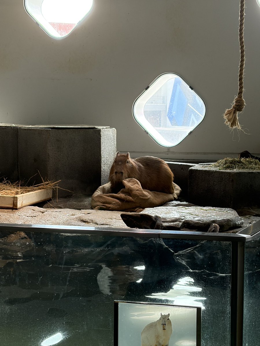 えせかわ りゅうちん tweet media