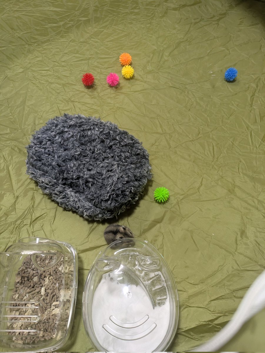 🦀まゆり🦀 tweet media