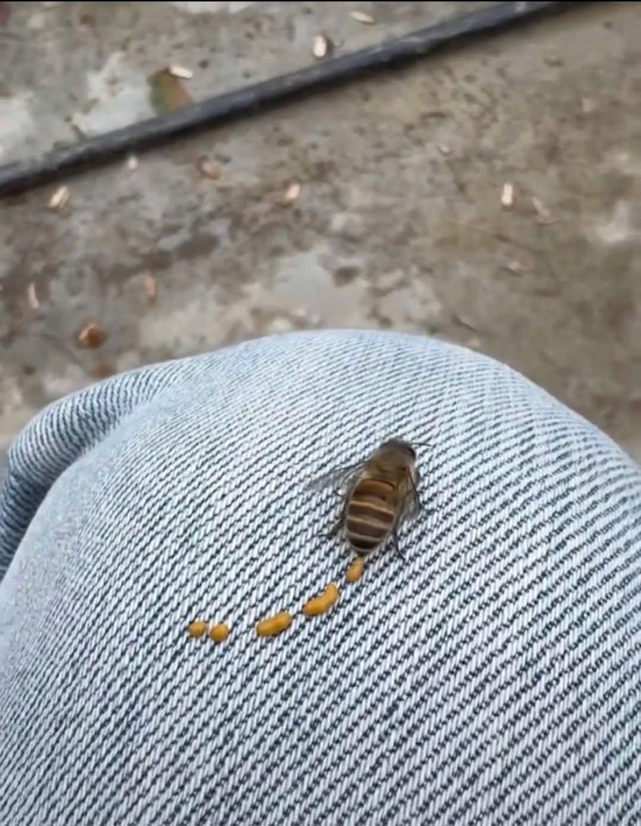 N0X_FED0WE tweet media