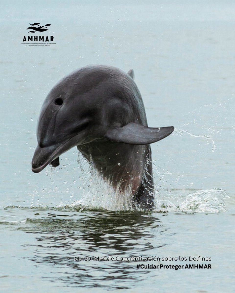 El Delfín Nariz de Botella de Lahille (Tursiops truncatus gephyreus) es una subespecie del delfín nariz de botella común, no tienen el mismo número de vértebras (el Delfín de Lahille tiene de 62 a 64, mientras que T. truncatus tiene 57 a 59).
Se encuentra en estado VULNERABLE🚨